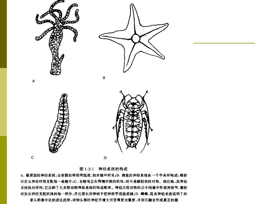 川大华西-神经解剖学-课件-神经系统的发生.ppt_第3页