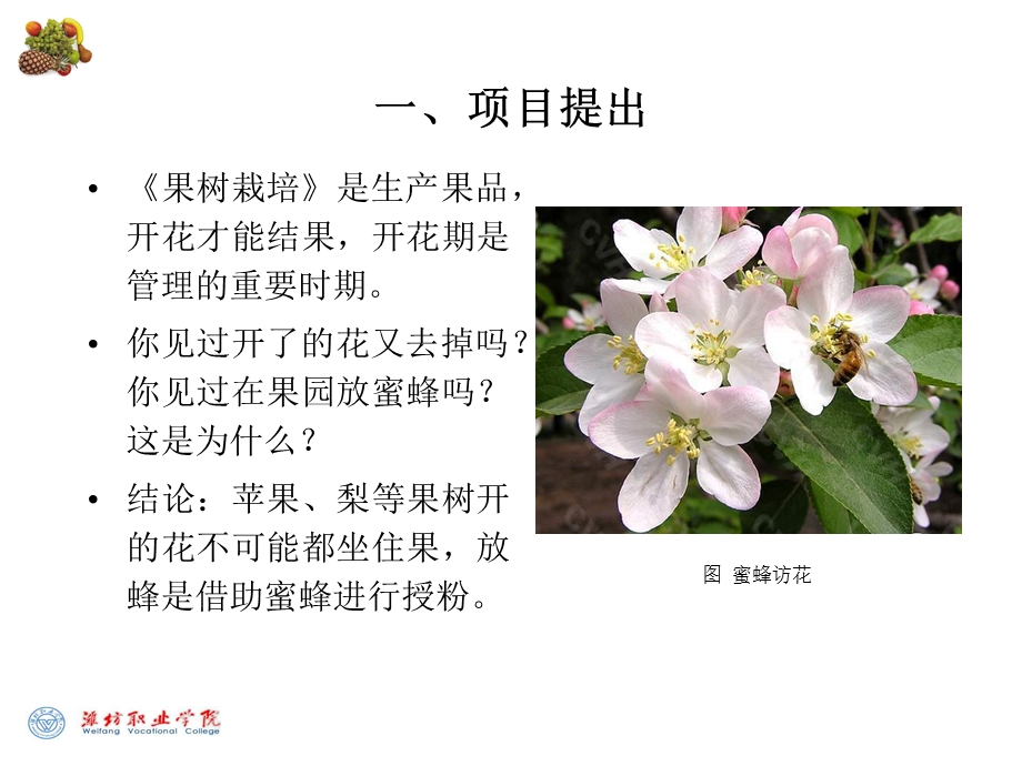 果树授粉及疏花.ppt_第3页