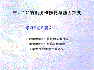 染色体与DNA4损伤、修复与转座.ppt