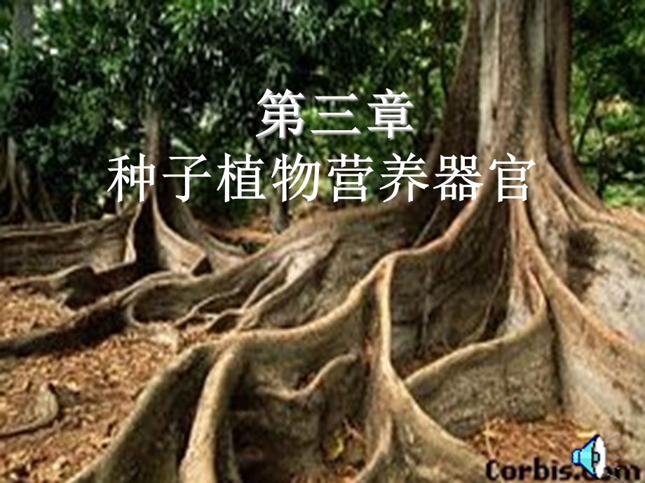 根-大学植物学讲义.ppt_第1页