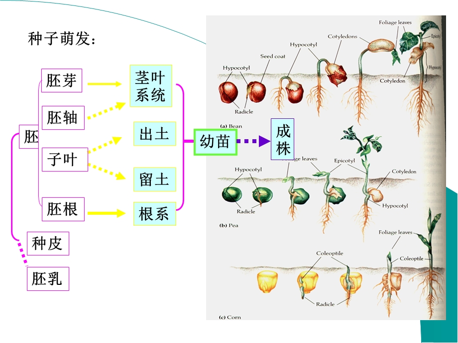 根-大学植物学讲义.ppt_第2页