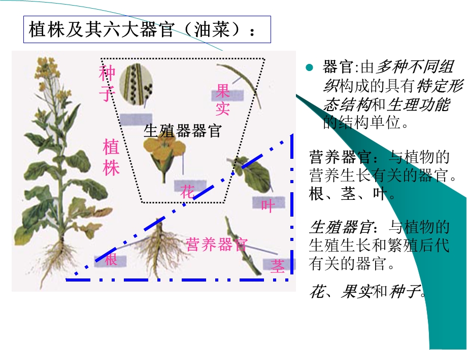 根-大学植物学讲义.ppt_第3页