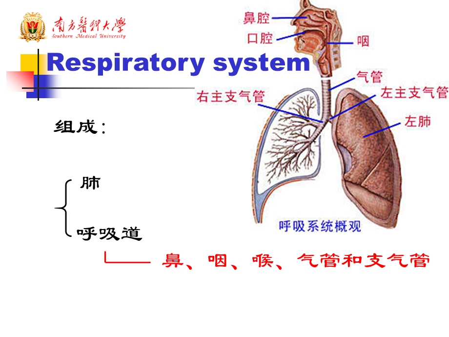 学时系解-呼吸系统.ppt_第3页