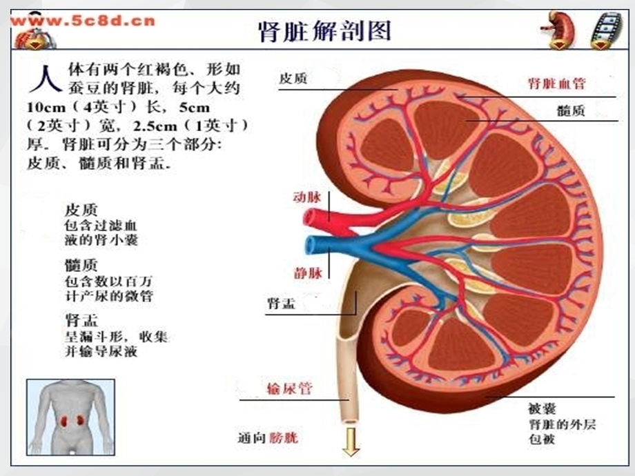 慢性肾衰竭病教学查房ppt课件.ppt_第3页