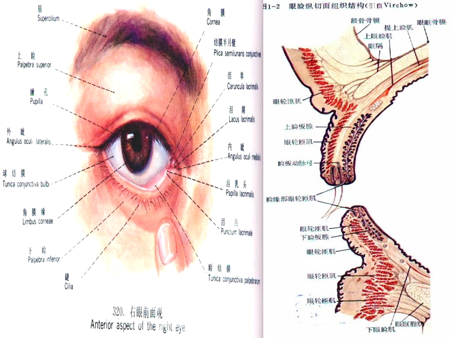 桂林医眼睑泪器.ppt_第2页