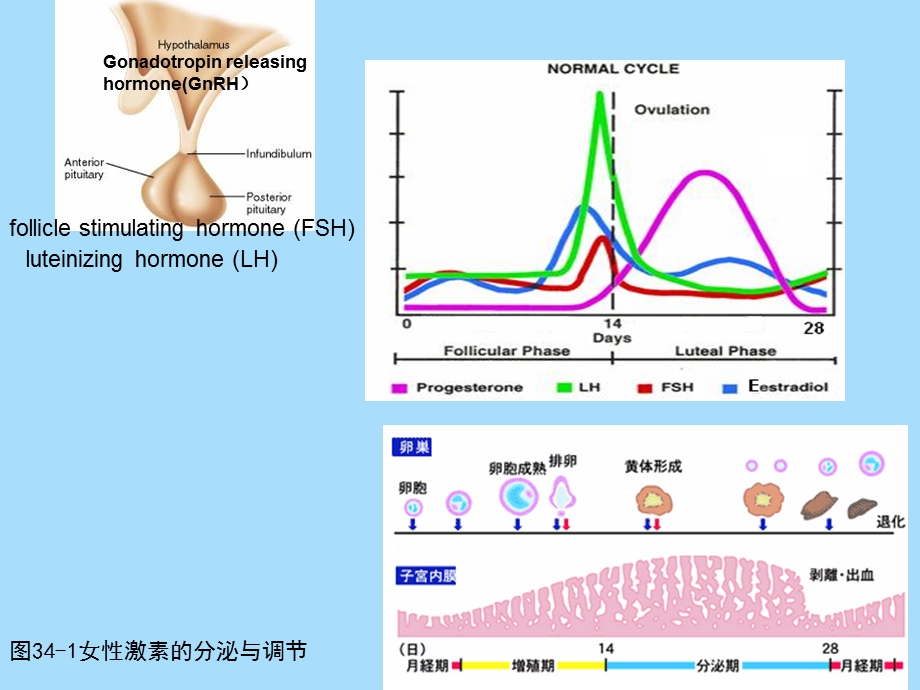 性激素类和避孕药.ppt_第3页