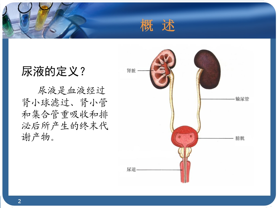 尿液检查课件.ppt_第2页