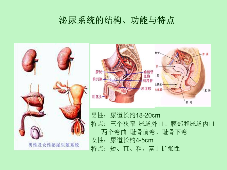 尿失禁与护理.ppt_第3页