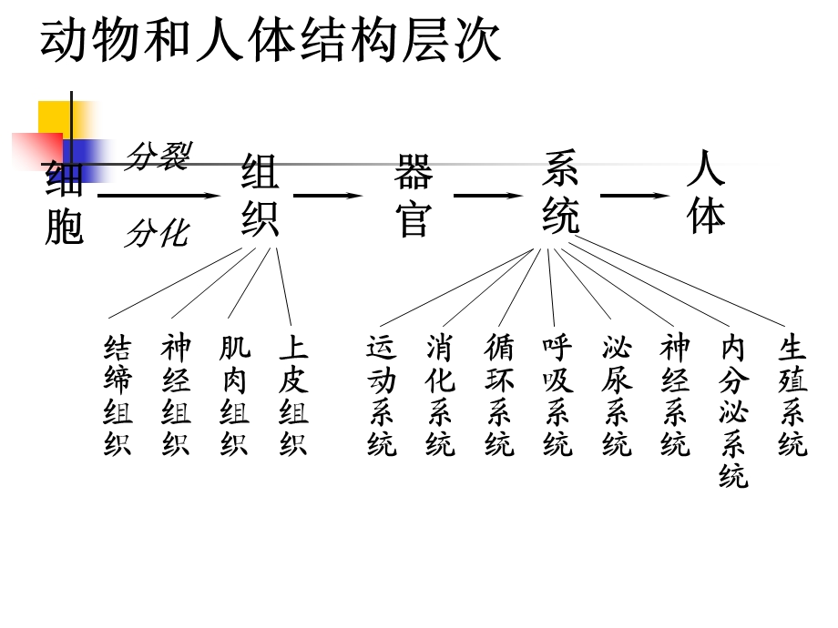 新人教版-初一生物《植物体的结构层次》.ppt_第3页