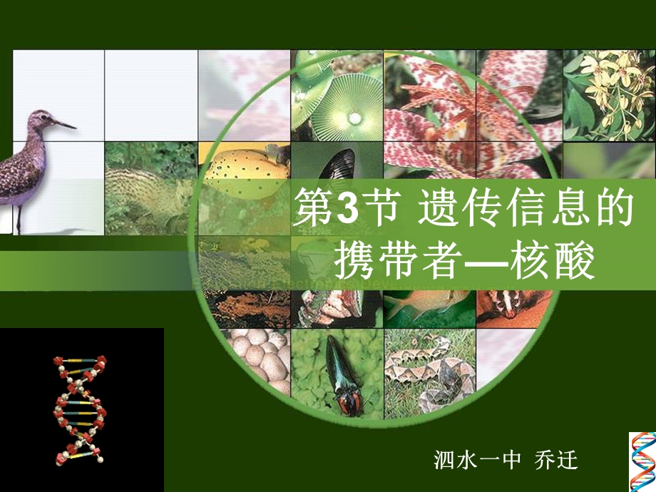 核酸一轮复习(整理).ppt_第1页