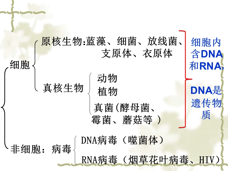 核酸一轮复习(整理).ppt_第3页