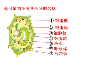 济南版第二节细胞的分裂和分化.ppt