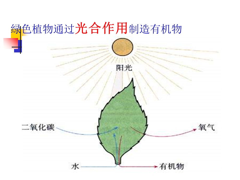 绿色植物是生物圈中有机物制造者.ppt_第2页