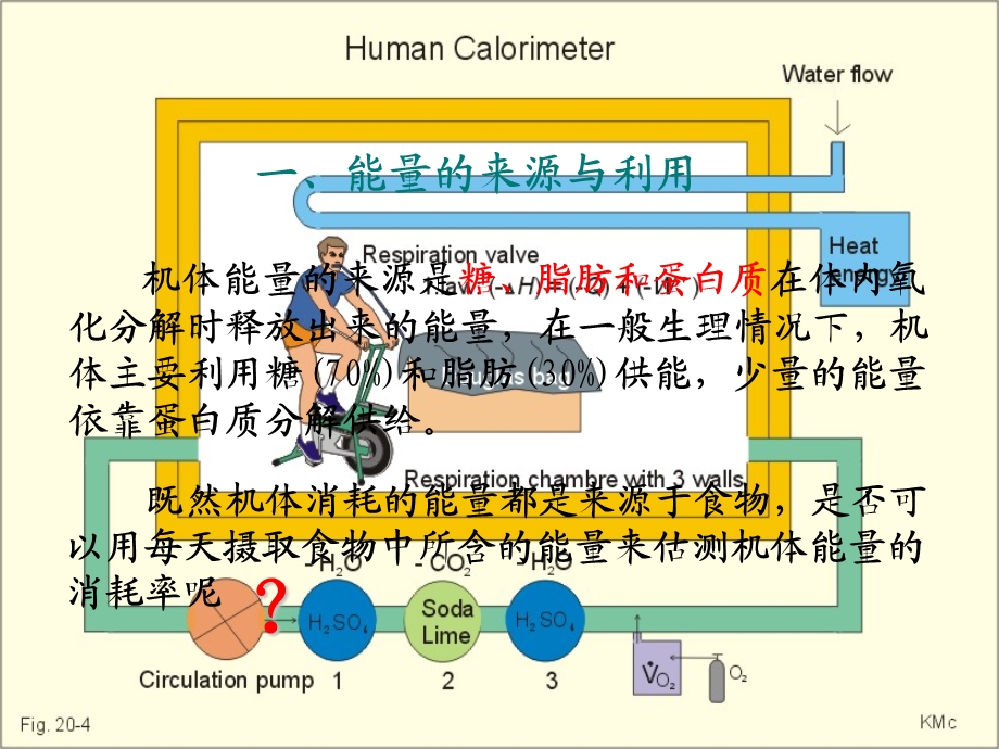 能量代谢与体温调节Temperatureregula.ppt_第3页