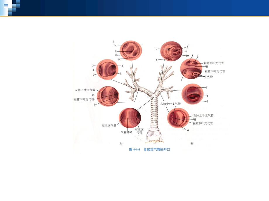 气管食管解剖.ppt_第3页