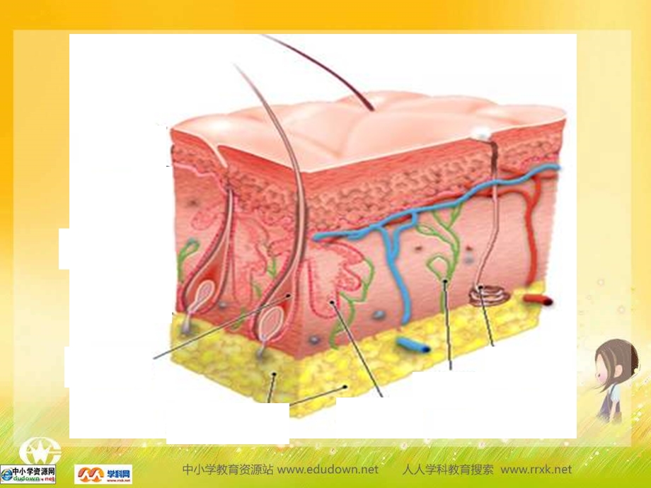 皮肤的结构课件.ppt_第2页