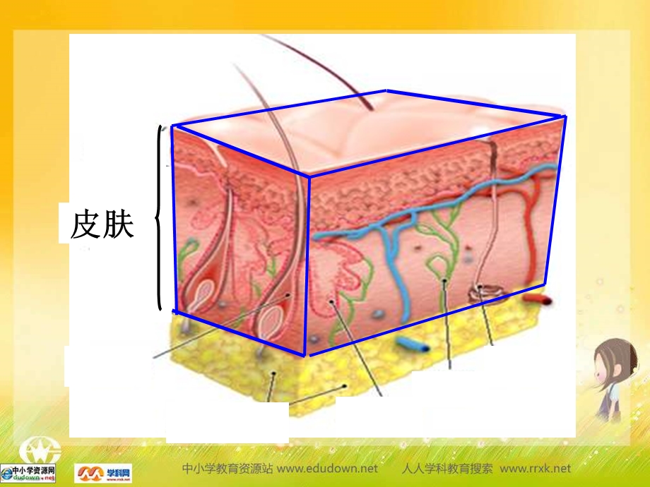 皮肤的结构课件.ppt_第3页