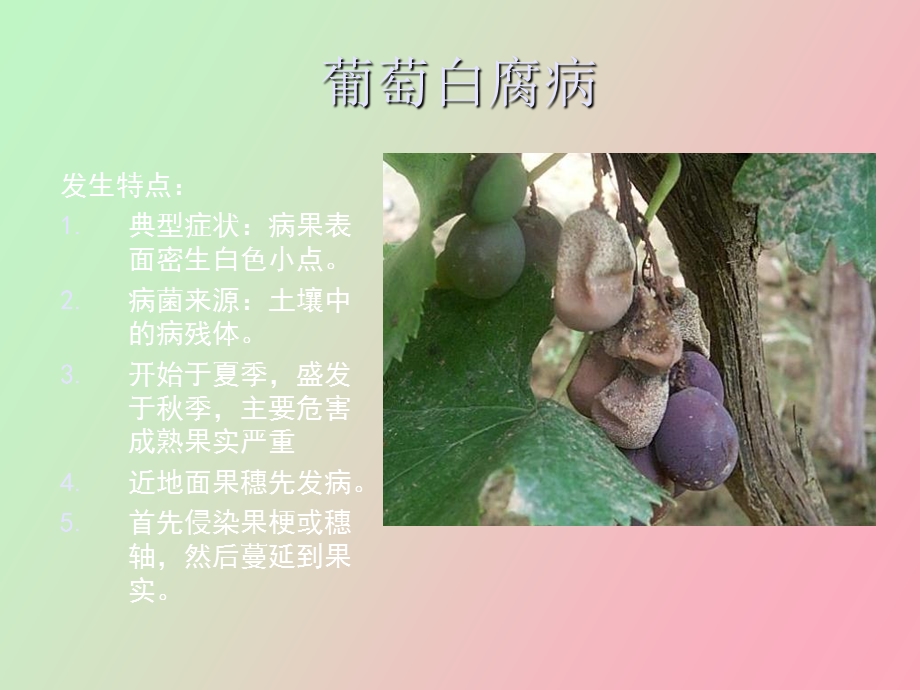 葡萄病害防治.ppt_第2页