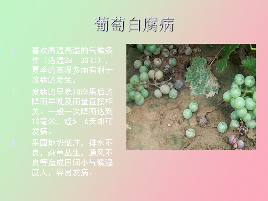 葡萄病害防治.ppt_第3页