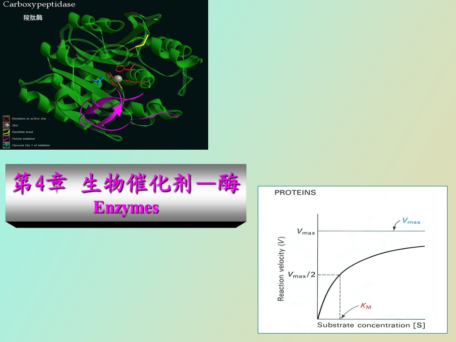 酶生物催化剂.ppt_第1页