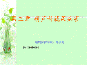 葫芦科蔬菜病害.ppt