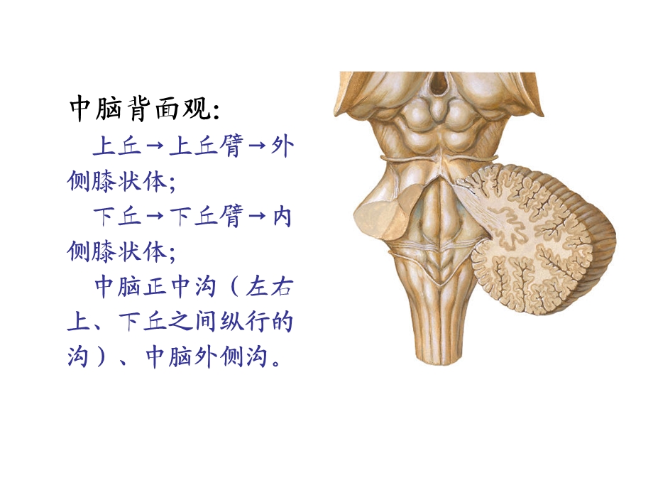 脑桥、中脑内部结构(研究生)晓萃.ppt_第2页