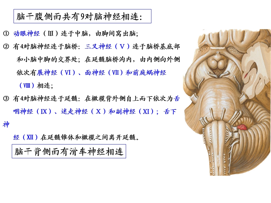 脑桥、中脑内部结构(研究生)晓萃.ppt_第3页