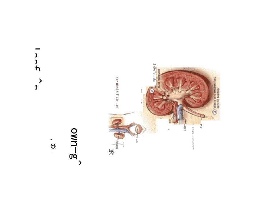 慢性肾衰竭及案例分析.docx_第1页