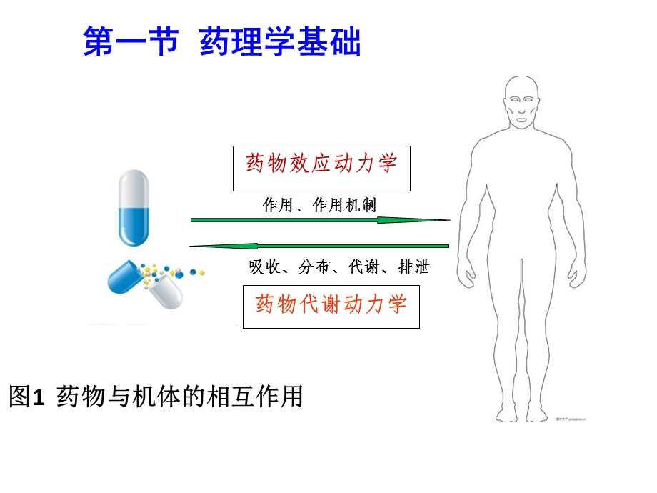 美容药物的药学基础知识.ppt_第3页