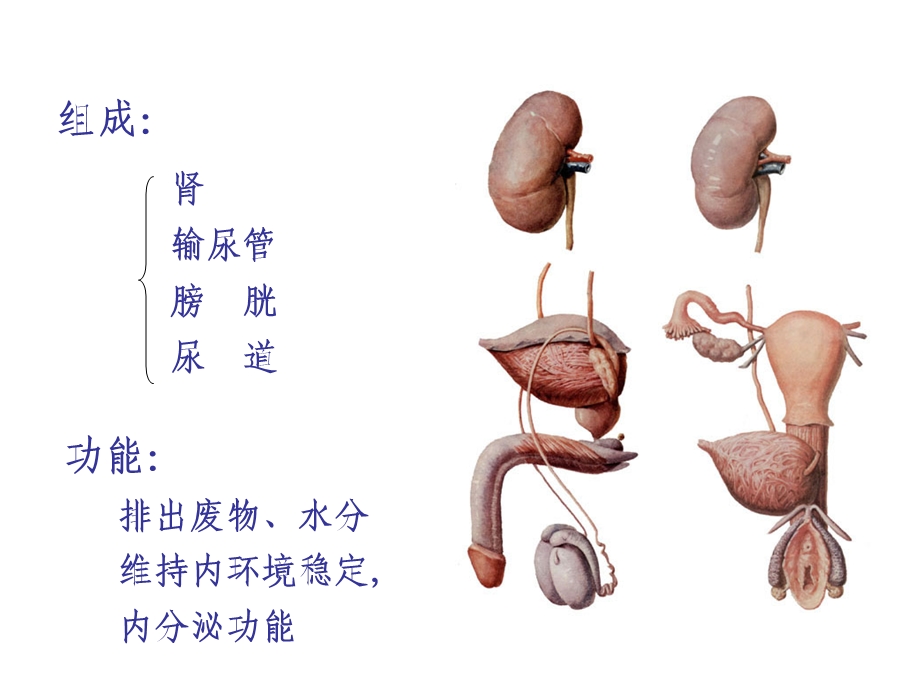 泌尿系统的组成部分及功能全解.ppt_第2页