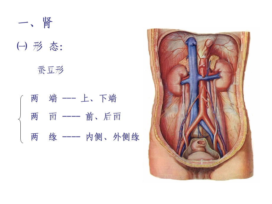 泌尿系统的组成部分及功能全解.ppt_第3页