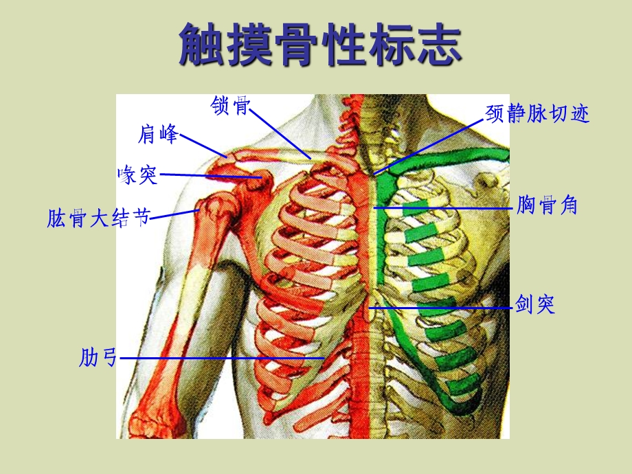 胸前区及腋窝.ppt_第3页