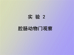 腔肠动物观察.ppt