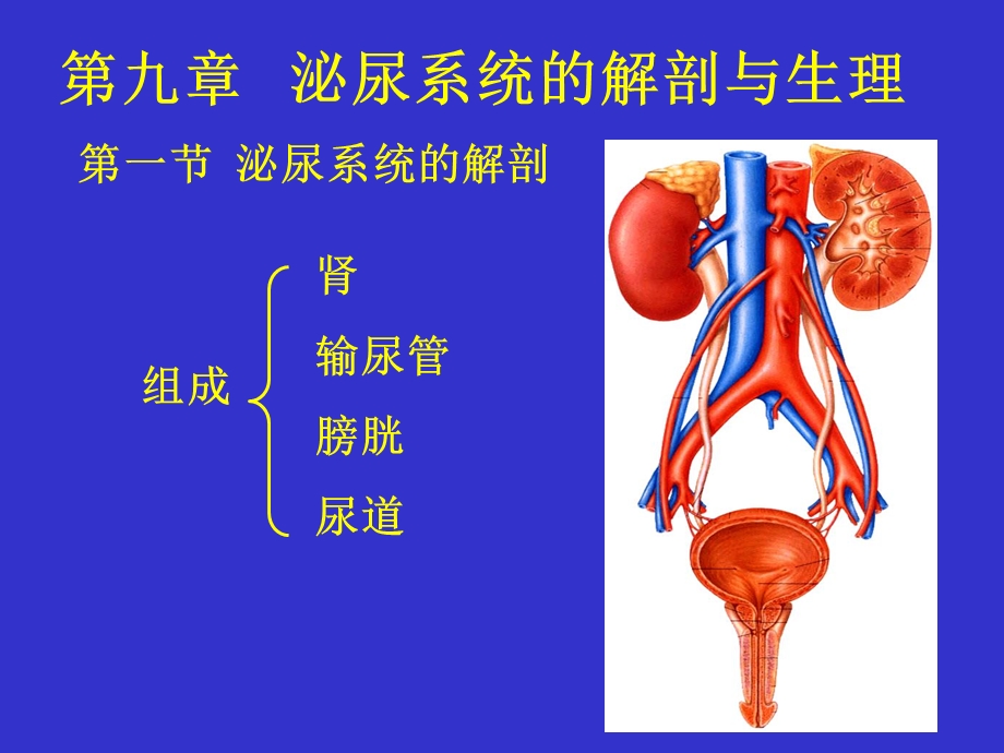 泌尿系统解剖与生理.ppt_第1页