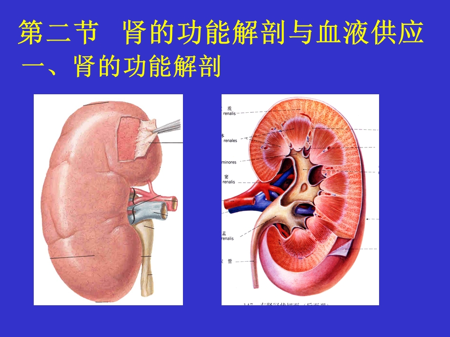 泌尿系统解剖与生理.ppt_第3页