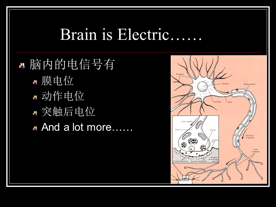 脑的电活动睡眠与觉醒.ppt_第3页