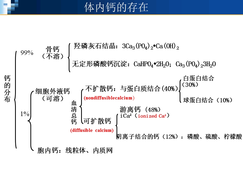 钙代谢-讲稿ppt.ppt_第3页