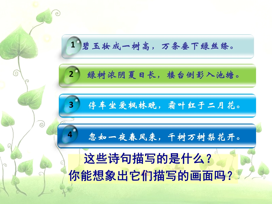 认识身边的树课件.ppt_第2页