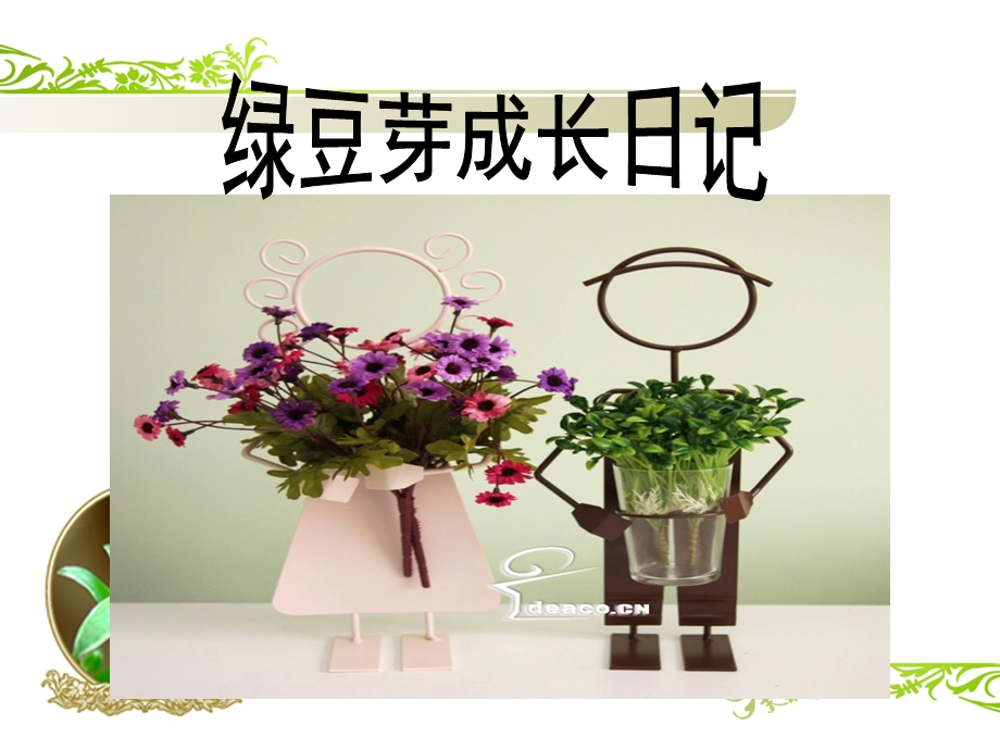 绿豆芽观察日记.ppt_第2页