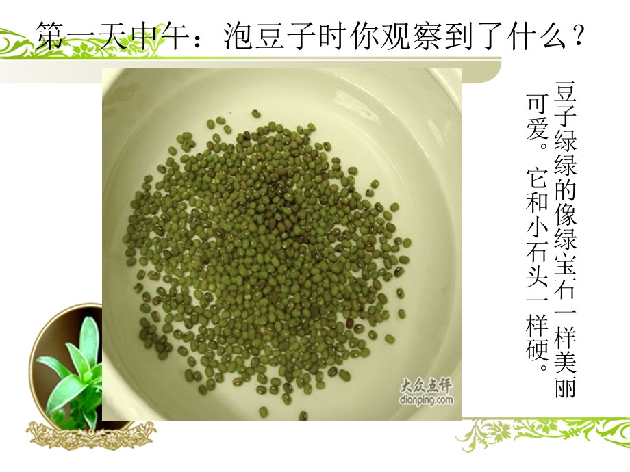 绿豆芽观察日记.ppt_第3页