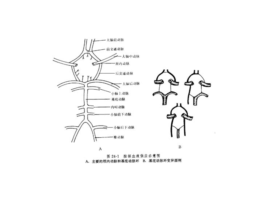 脑的血液供应课件.ppt_第2页