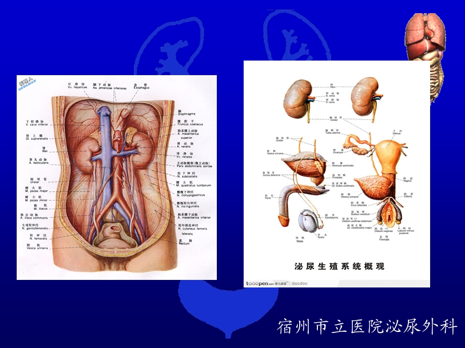 泌尿外科临床技术操作规范.ppt_第3页