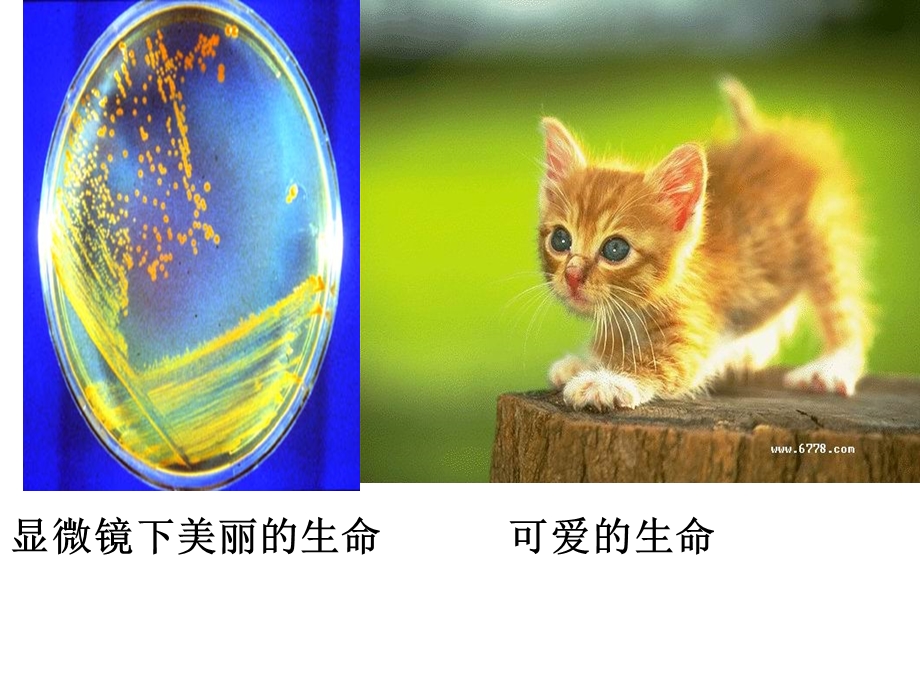 美丽的生命ppt.ppt_第3页