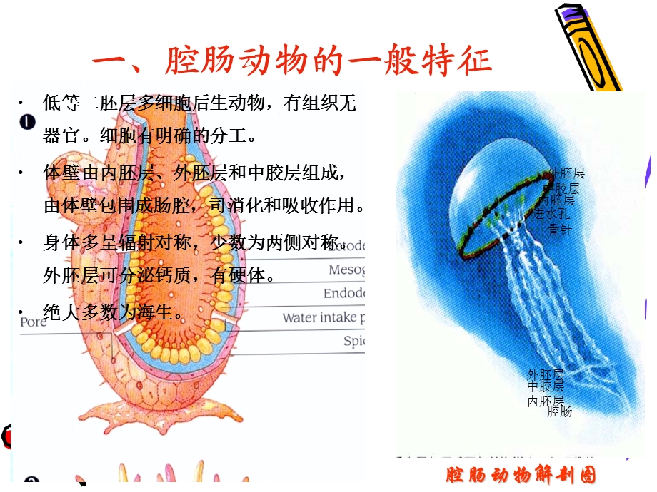 腔肠动物珊瑚纲TJH.ppt_第3页