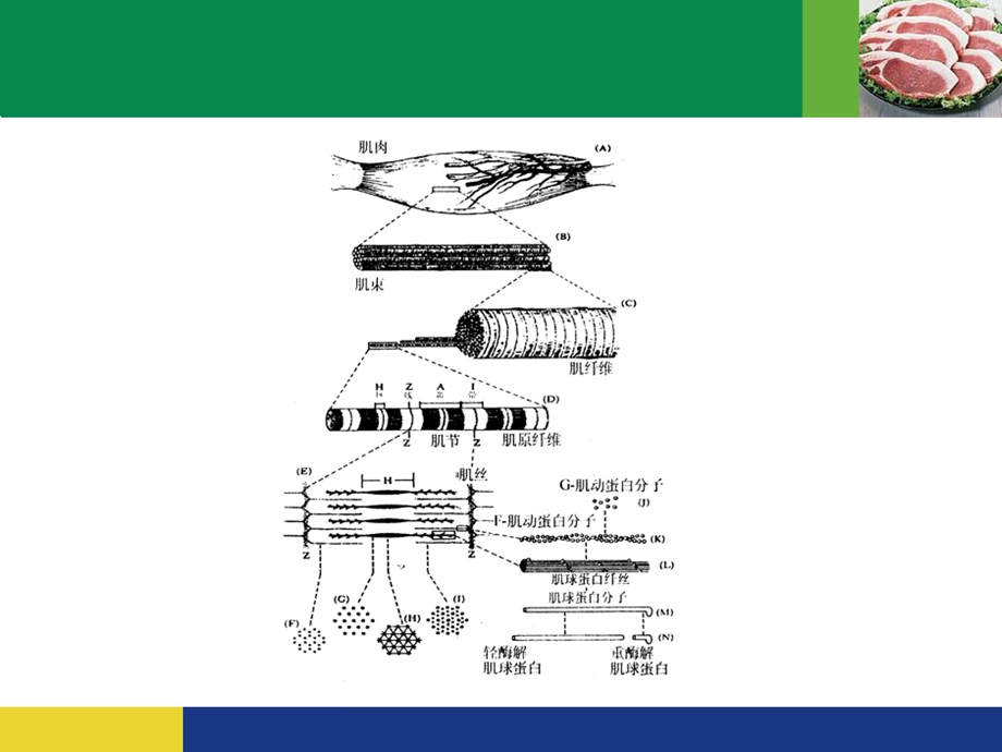 肉的组织结构、化学组成和基本性质.ppt_第3页