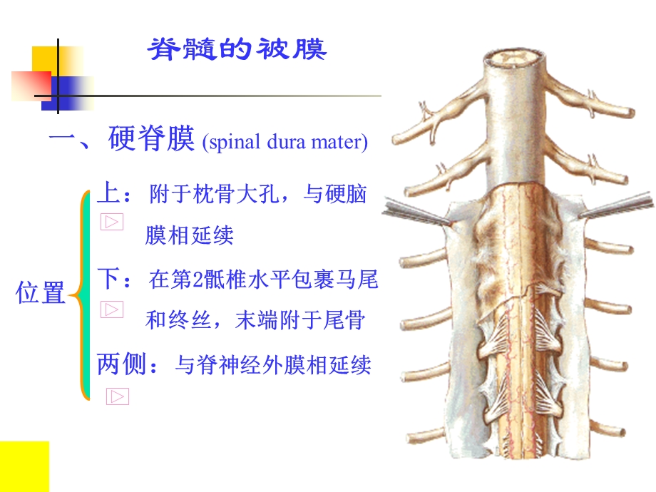 脑和脊髓的血管、被膜、脑脊液循环人体解剖学.ppt_第3页