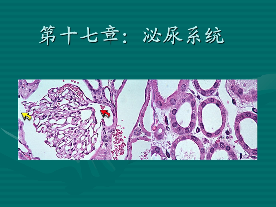 泌尿系统组织学课件.ppt_第1页