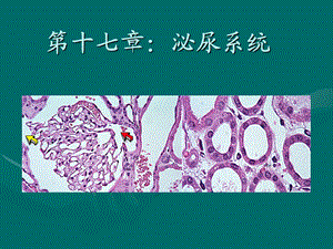 泌尿系统组织学课件.ppt