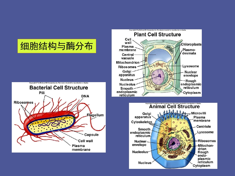 酶的工业提取.ppt_第3页