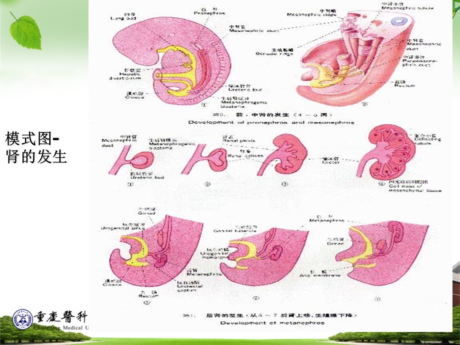 泌尿、生殖系统发生.ppt_第3页